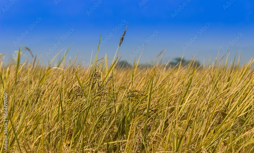 Obraz premium Planted mature rice