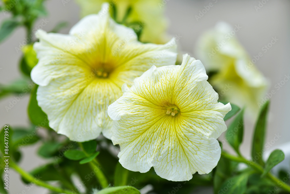 Petunia flowers in the garden Petunia flowers in the garden
