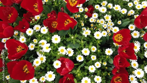 Deep red spring tulips in full bloom.