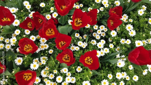 Deep red spring tulips in full bloom.