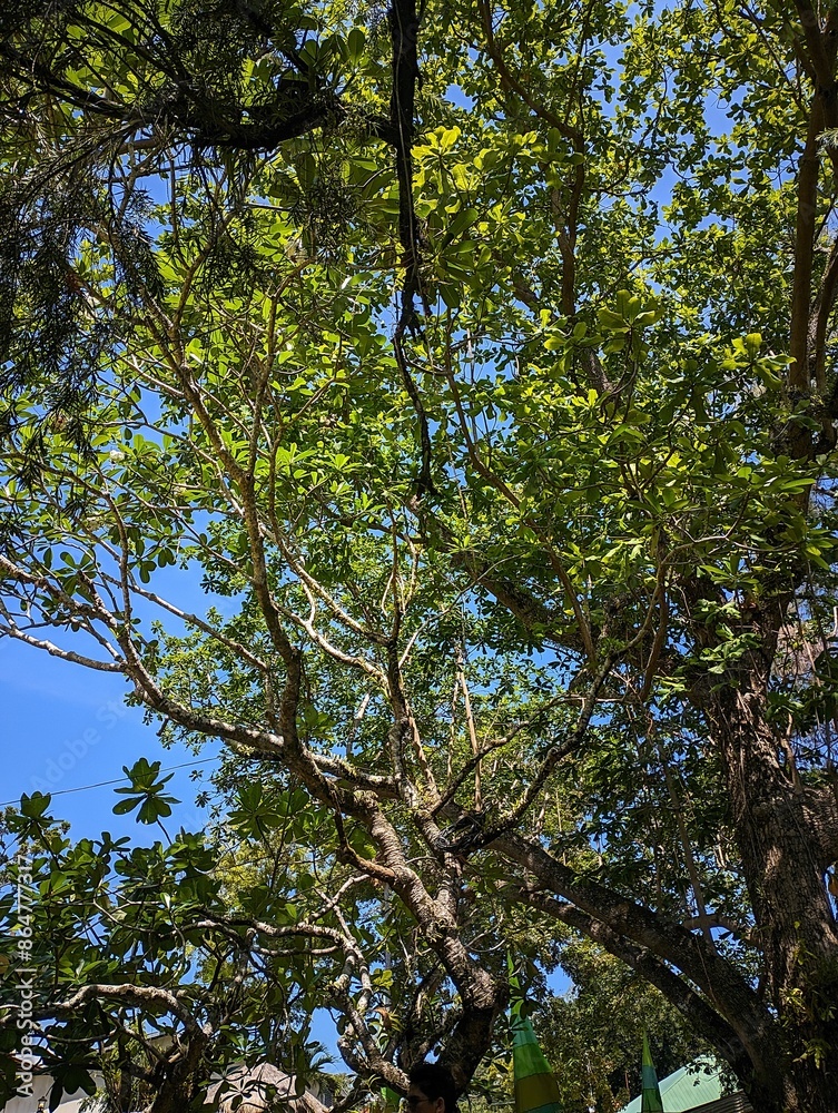 Fototapeta premium trees and sky