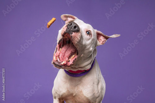 studio shot of a cute dog on an isolated background photo