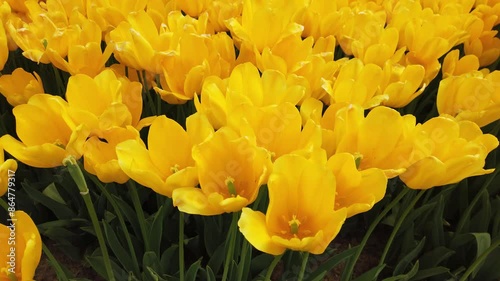 Yellow spring tulips in full bloom.