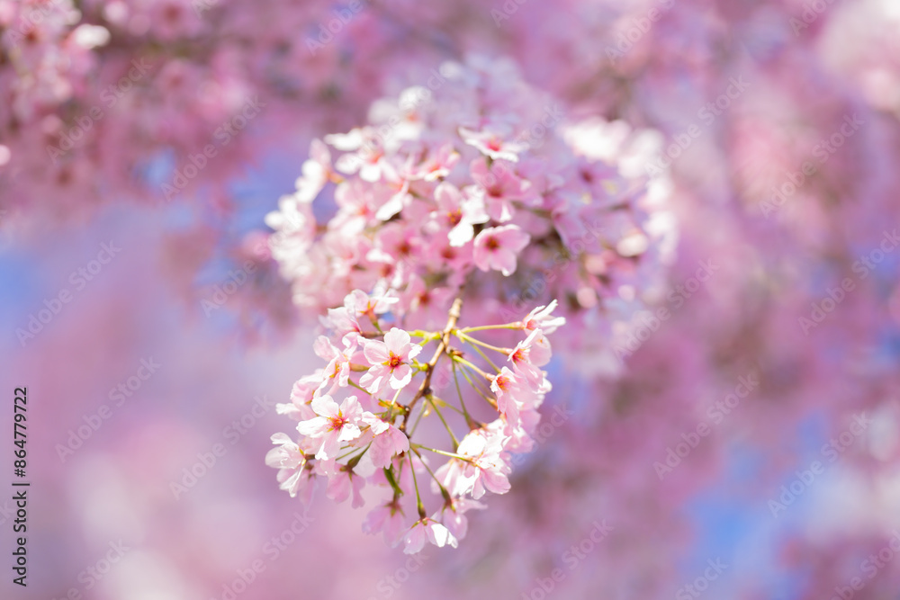 Bunches of plum blossom with white flowers against the blue sky. Spring blossom background. Blossoming apple tree branch on sky background. Spring flowering tree branch with white flowers. Bunches of plum blossom with white flowers against the blue sky. Spring blossom background. Blossoming apple tree branch on sky background. Spring flowering tree branch with white flowers.