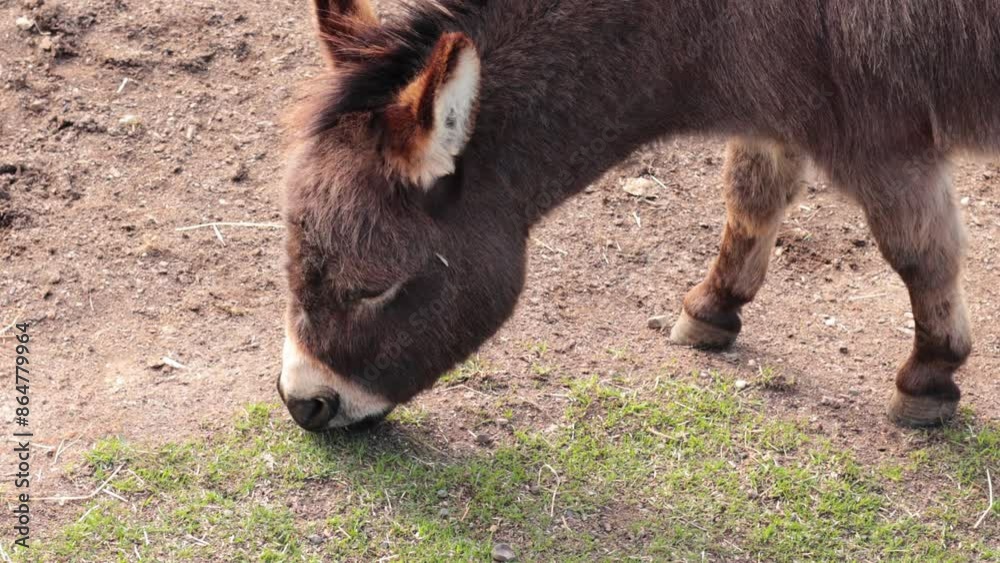 Donkey Grazing at Sovereign Hill Donkey Grazing at Sovereign Hill