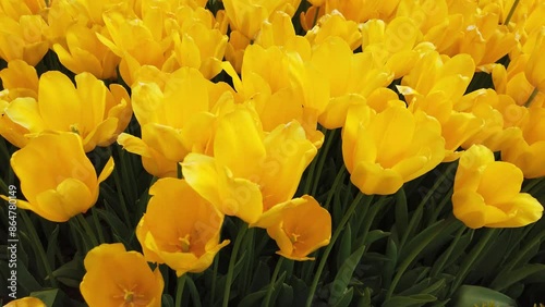 Yellow spring tulips in full bloom.
