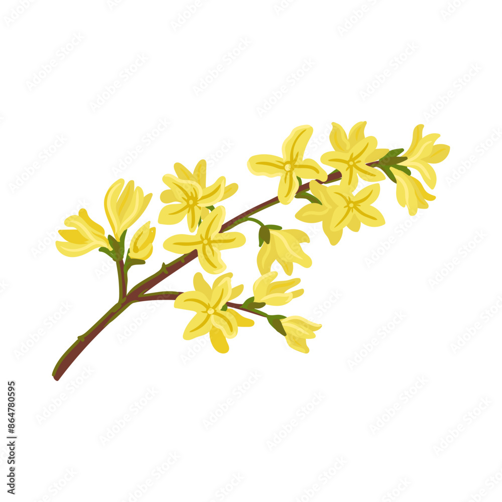 vector drawing Forsythia tree branch with yellow flowers isolated at white background, hand drawn illustration vector drawing Forsythia tree branch with yellow flowers isolated at white background, hand drawn illustration
