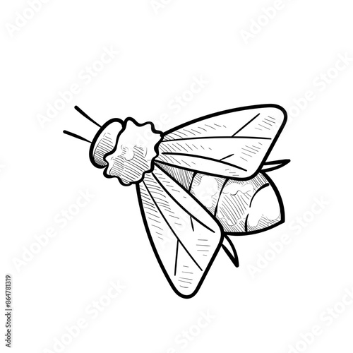 honey bee handdrawn illustration