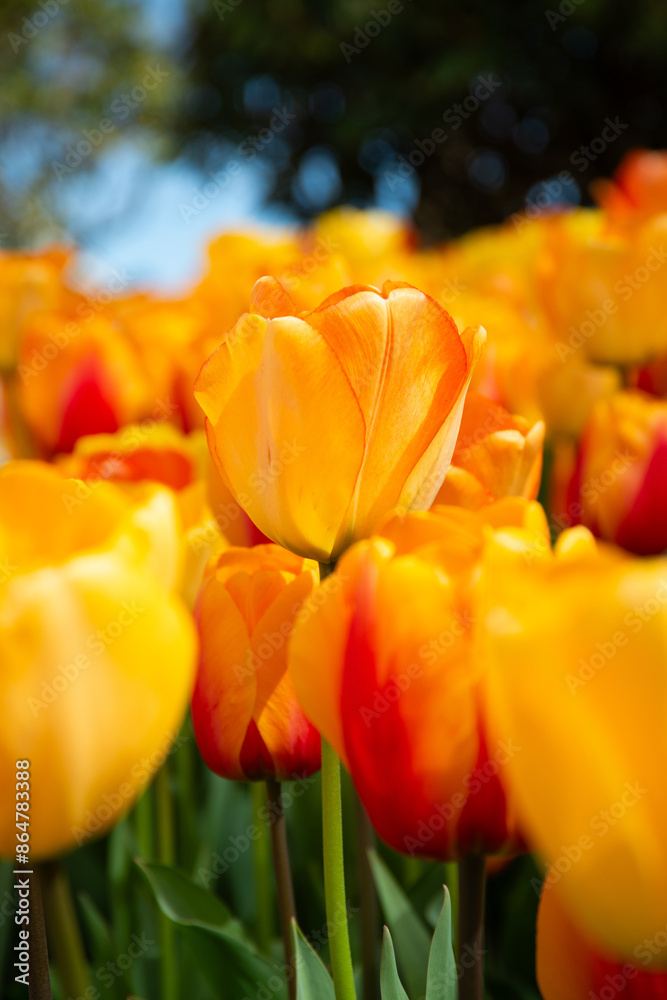 Yellow Tulip Close Up Yellow Tulip Close Up