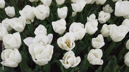 White spring tulips in full bloom.