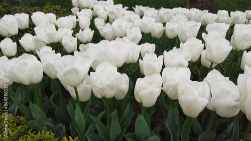 White spring tulips in full bloom.
