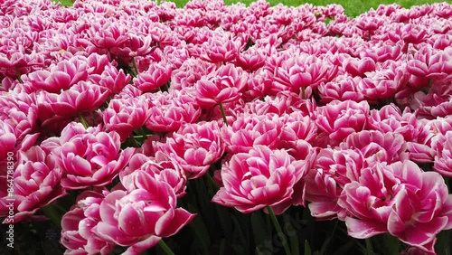 Pink and white spring tulips in full bloom.