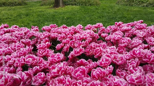 Pink and white spring tulips in full bloom.