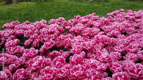 Pink and white spring tulips in full bloom.