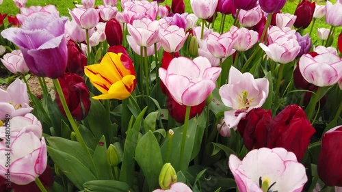 A variety of spring tulips in full bloom.