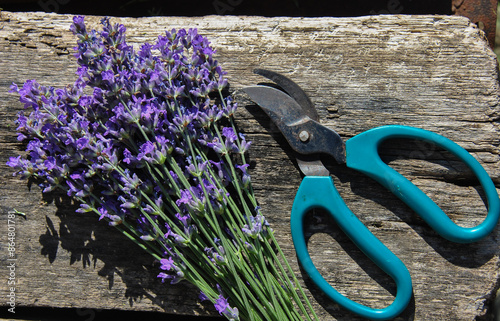 a bouquet of bright lavender and scissors on a wooden bench on a sunny day close-up