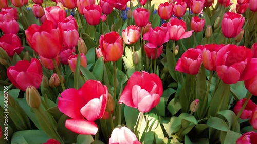 Light red spring tulips in full bloom.