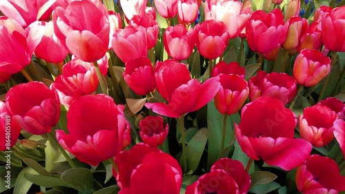 Light red spring tulips in full bloom.