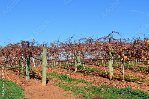 Dormant vines in a vineyard during the winter months. photo