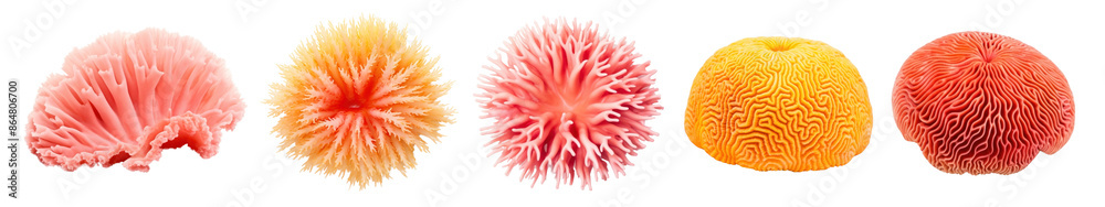 Sea nature coral plant ocean png cut out element set Sea nature coral plant ocean png cut out element set