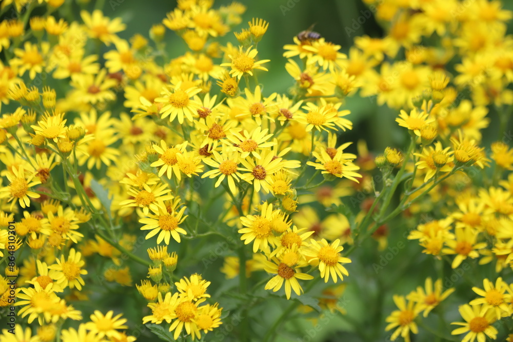 Jacobaea vulgaris, Senecio Jacob. Yellow blooming Ragwort. Jacobaea vulgaris, Senecio Jacob. Yellow blooming Ragwort.