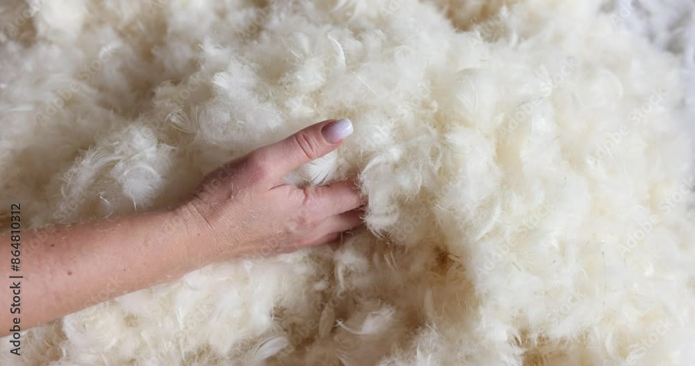Worker meticulously inspects feather for superior softness Worker meticulously inspects feather for superior softness