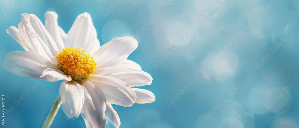 Close-up of a delicate daisy with a golden center, macro flower, simple beauty, space for text on wide banner background Close-up of a delicate daisy with a golden center, macro flower, simple beauty, space for text on wide banner background