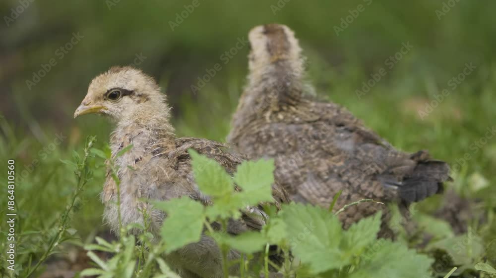 Old Swedish Dwarf Chicks And Hen On Grassy Ground. Selective Focus Shot Old Swedish Dwarf Chicks And Hen On Grassy Ground. Selective Focus Shot
