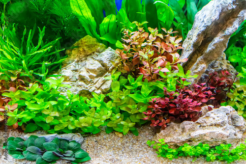 Underwater landscape nature forest style aquarium tank with a variety of aquatic plants, stones and herb decorations.