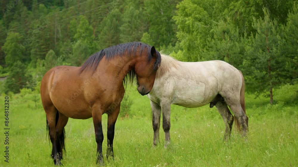 Fun shot with two horses playing on the grass. One horse is biting another. Fun shot with two horses playing on the grass. One horse is biting another.