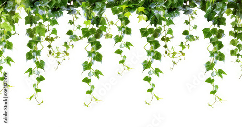 cascading green ivy isolated view on white background