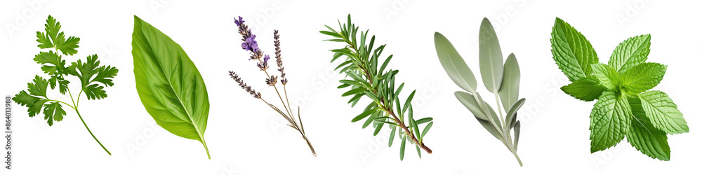 PNG green plant herbs leaf cut out element set PNG green plant herbs leaf cut out element set