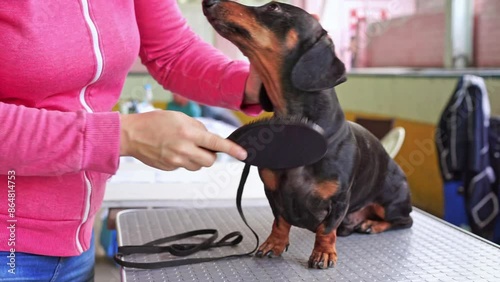 Dog is being prepared for dog show, preening Pet grooming, hygiene, care The owner brushes short-haired black and tan dachshund with comb, gently massaging sleek skin Childfree family, overprotective photo