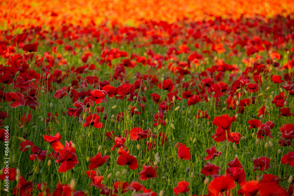 a lot of red poppies a lot of red poppies