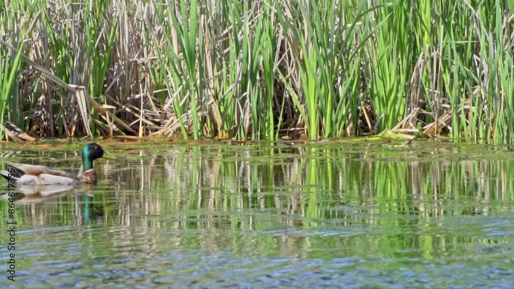 Discover the Fascinating World of the Mallard Duck (Anas platyrhynchos) Discover the Fascinating World of the Mallard Duck (Anas platyrhynchos)