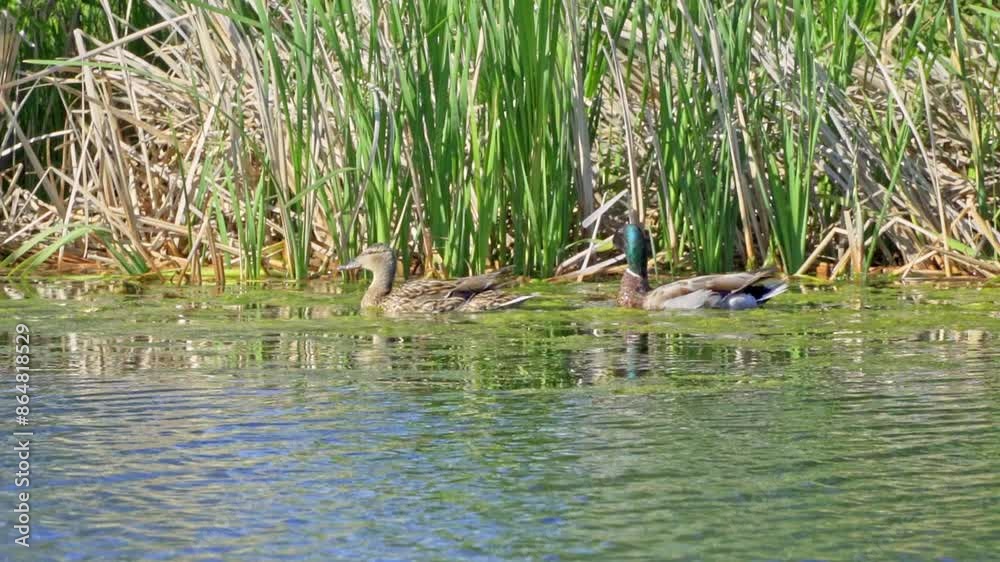 Discover the Fascinating World of the Mallard Duck (Anas platyrhynchos) Discover the Fascinating World of the Mallard Duck (Anas platyrhynchos)
