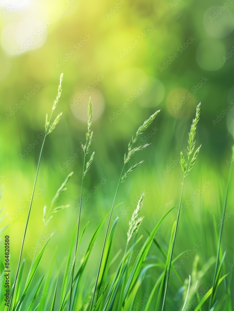 Tall Blades of Grass in a Lush Meadow on a Sunny Day Tall Blades of Grass in a Lush Meadow on a Sunny Day