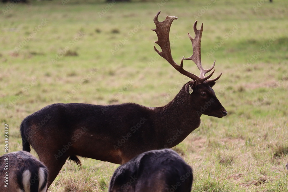 Fototapeta premium Deer in Phoenix Park in Dublin