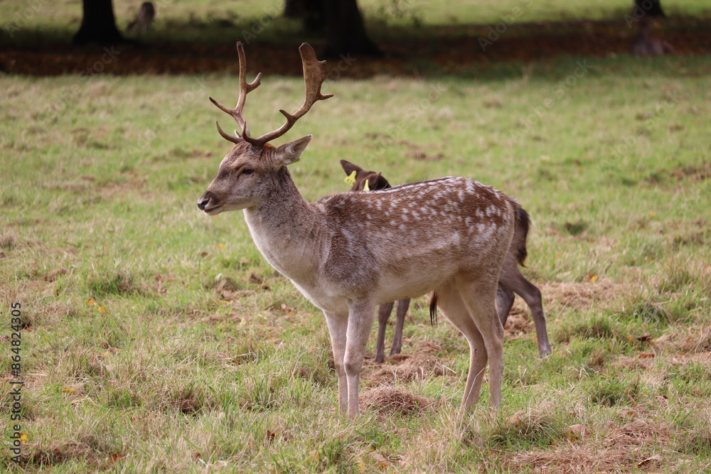 Deer in Phoenix Park in Dublin Deer in Phoenix Park in Dublin