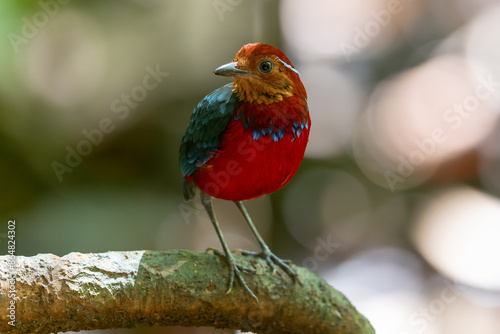 The Blue-banded Pitta (Erythropitta arquata) is a dazzling bird known for its vibrant plumage and tropical habitat photo