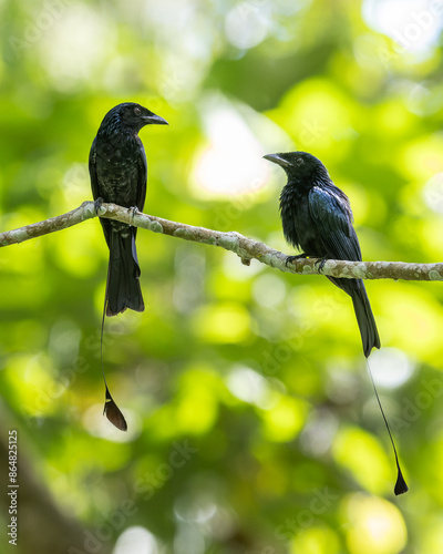 A Greater Racket-tailed Drongo's Majestic Display in the Wild photo