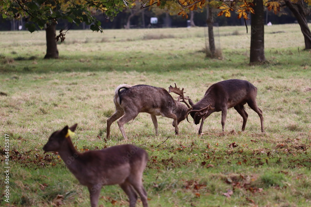 Fototapeta premium Deer in Phoenix Park in Dublin