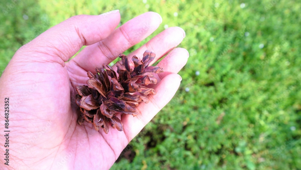 Dried pine cones on hand with bokeh background Dried pine cones on hand with bokeh background
