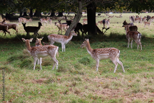 Photography Deer in Phoenix Park in Dublin