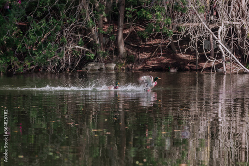 Bird on a lake