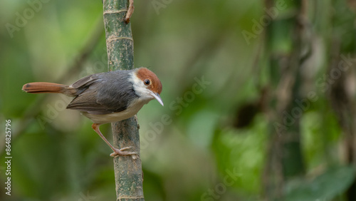 Nature wildlife image of The rufous-tailed tailorbird (Orthotomus sericeus) photo