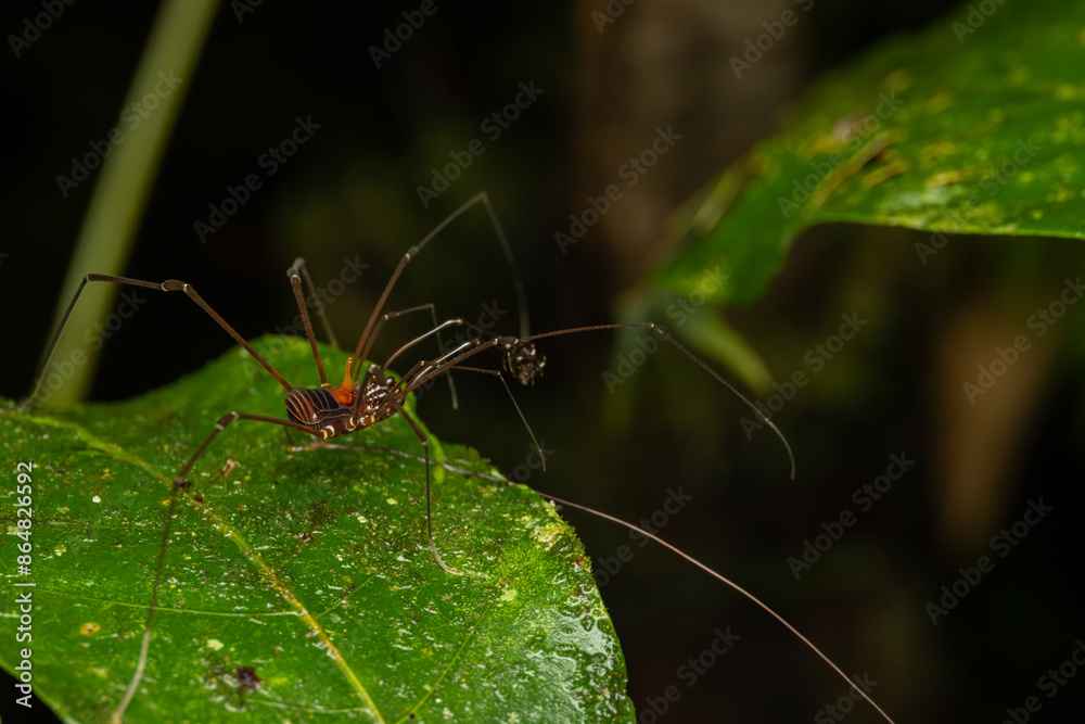 Nature Macro image of Opiliones spider also know as harvesters, or daddy longlegs spider.