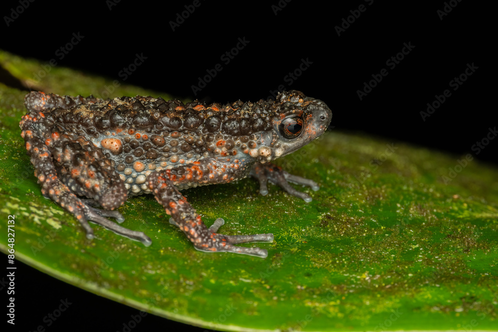 Obraz premium Nature wildlife image of Spiny Slender Toad (Ansonia spinulifer)