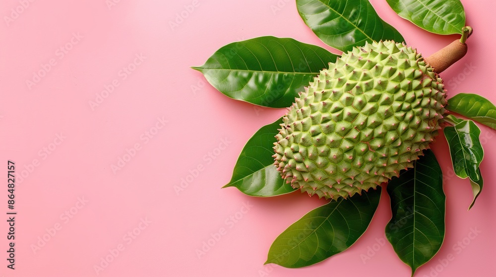 Durian Fruit with Green Leaves on Pink Background Durian Fruit with Green Leaves on Pink Background