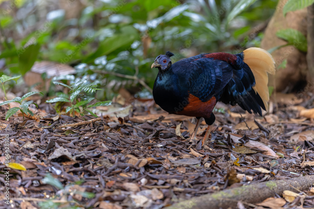 Fototapeta premium A magnificent Bornean Crested Fireback, scientifically known as Lophura ignita, stands proud in the dappled sunlight of the Bornean rainforest
